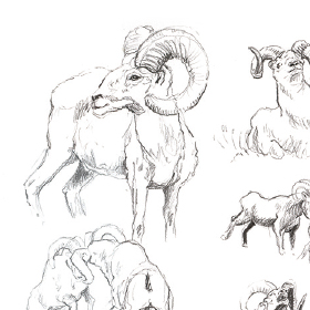 Mouflons<span>étude</span>